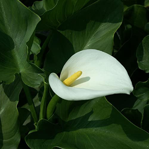 Bulbi di giglio di calla perenni recisi fiori squisito regalo-15 Bulbis,D