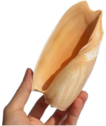 Coquille de mer naturelle. Coquillages naturels énormes, grande coquille de conque naturelle, grands coquillages naturels 10 ~ 15 cm, décoration d'aménagement paysager d'aquarium, maison créative(11~1
