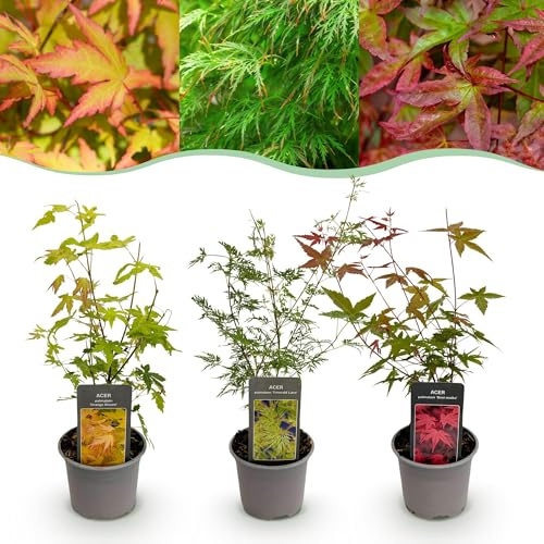 GreenboutiQ - Gartenpflanze - Acer palmatum Tricolour - Rot-Grün-Orange - 3 Pflanzen - Laubabwerfend - Wenig Pflege - Topf 12cm Höhe 35cm