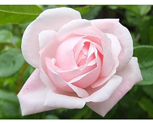 Unknown Ma Cherie Roses - New Dawn Climber - 1 Gallon Rose - Live Plant Ready to Plant