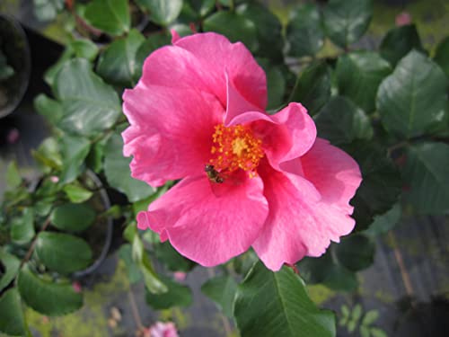 Rosa SEE YOU in pink ® - Beetrose SEE YOU in pink ® - Kordes Rose - ADR Rose