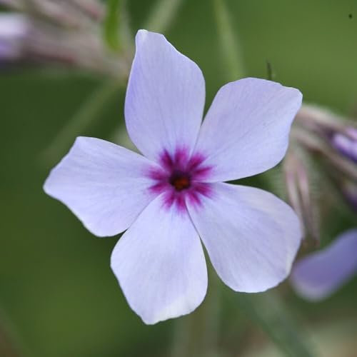 Plant Theory 9cm Pot Phlox Divaricata Subsp. Laphamii Chattahoochee Phlox Perennial