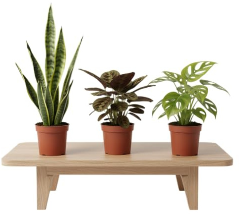 DECOALIVE Natural Home Pack: Monstera Adansonii, Maranta y Sansevieria Tres Plantas Naturales de Bajo Mantenimiento que Mejoran la Calidad del Aire