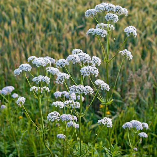Semi di valeriana, rare Valeriana officinalis, per giardino di semi di da balcone resistenti con letto di 250pcs