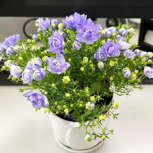 Semi di campanula-Campanula media,splendidamente luminosi con resistenti per il giardino,500pcs