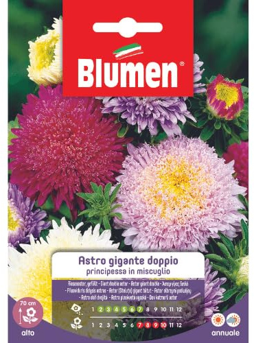 BUSTINA CON SEMI DI ASTRO PRINCIPESSA GIGANTE DOPPIO IN MISCUGLIO BLUMEN (M)