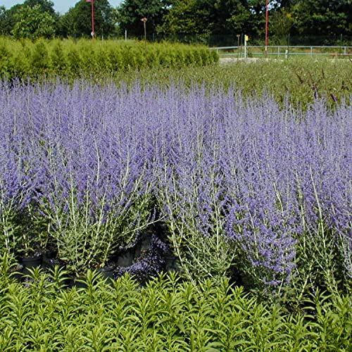GARTEN SCHLÜTER® Blauraute 'Lacey Blue' Perovskia atriplicifolia hell | Bis dunkelviolettblaue Ähren vor silbrig-weißem Laub winterhart
