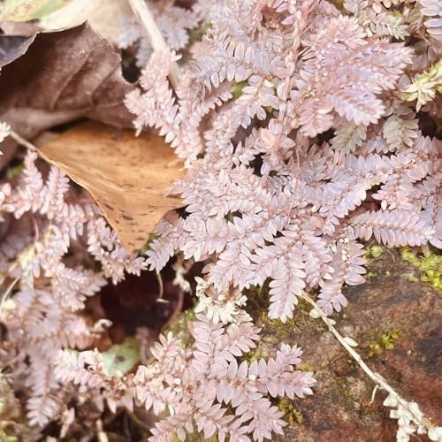 rosa de jericó - Selaginella tamariscina - balcón invernadero jardín de invernadero interior raras en balcón exterior Cubresuelos 5bulbos