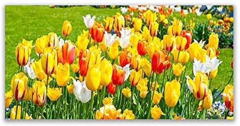 Tulup Acrylic Glass Print 120x60cm Wall Art - Wall Picture Plastic Acrylic Glass - Tulips Floral