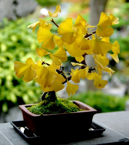 Cimelio organici 5 Ginkgo Biloba Gingko Albero di Maidenhair semi Noci cresciute da seme T019