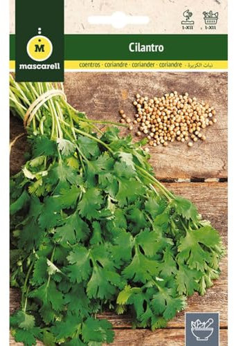 Mascarell Semillas, CILANTRO, Semillas de Hierbas Aromáticas para Plantar, Crea tu Propio Huerto en Casa, 10 Gramos