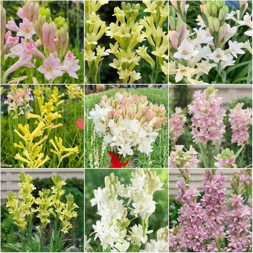tuberose - balkonblumen blumensamen tuberose frühlingsblumen blumenwiese kräutergarten balkon wildblumenwiese indoor garten balkon 50samen