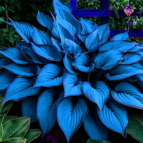 Schön MehrjäHrige, Farbenfrohe Funkien-Rhizom In GroßPackungen, Hosta, Fachgerecht Gepflanzt, GartenverschöNerung-6 Rhizom-G