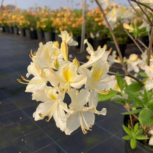 semi resistenti di rododendro - azalea da balcone, aiuola, copertura del terreno, 55pcs