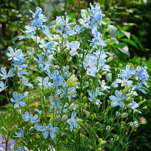 Semi di Delphinium-decorazione soggiorno semi di a crescita rapida resistenti in vaso 250pcs