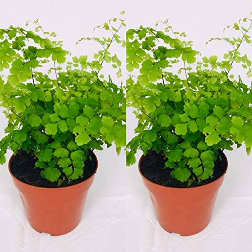 2 x Adiantum raddianum 'Fragrans' Plants - Maidenhair Fern - Indoor Fern in 12cm Pots