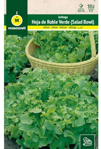 Mascarell Semillas, LECHUGA, Semillas Huerto, LECHUGA HOJA DE ROBLE VERDE, Crea tu Propio Huerto Urbano y Cultivo en Casa, Plantas Hortícolas, 4 Gramos