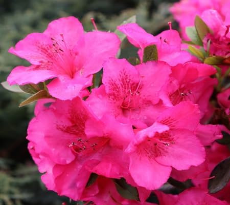 100pcs of Azalea Flower Seeds