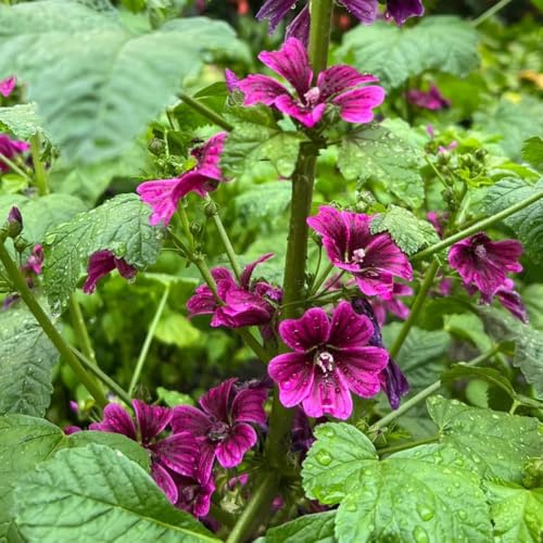 semillas de malva perenne resistente, sombra, cortadas de malva variedades antiguas, resistentes Decoración 300pcs