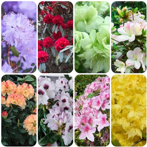 rododendro - azalea de balcón semillas de como recuerdo fiesta Arbustos jardín en miniatura, resistentes y con, interior hoja semillas 75semillas