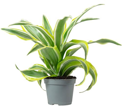 Drachenbaum Lemon Surprise - pflegeleichte Zimmerpflanze, Dracaena Deremensis Fragrans Lemon Surprise - Höhe ca. 10 cm, Topf-Ø 6 cm