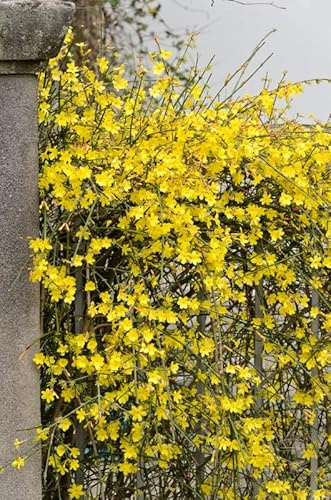 Winterjasmin, Jasminum nudiflorum, 60-100cm im 3 Liter Topf