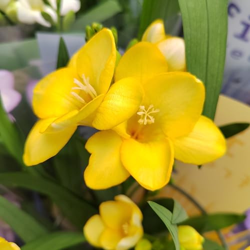 Freesienzwiebeln : Freesia - Freesie  gelb  20 Blumenzwiebeln