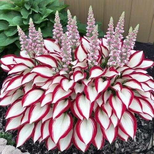 Fresh New Hosta Plant Seeds 100pcs White Red