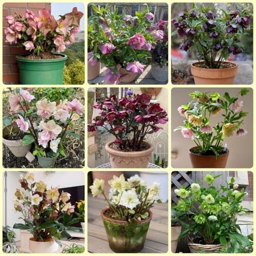 ChristroseSamen, Helleborus thibetanus, balkonpflanzen wildblumensamen mehrjährig 250pcs