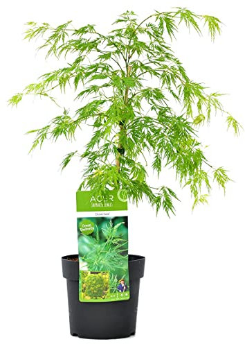 Bloomique - Acer Palmatum Dissectum - Japanischer Ahorn - Grünes Laub - Gartenpflanzen - Winterhart - 50-70 cm Hoch - Topf 19 cm