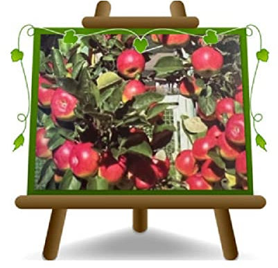 EURO PLANTS VIVAI Pommier Rose de Caldaro plante fruitière en pot 24/26 cm hauteur maximale 180 cm - Âge 4 ans
