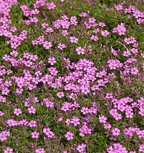 Niedrige Flammenblume Zwergenteppich - Phlox subulata - lebende Gartenpflanze aus den Baumschulen