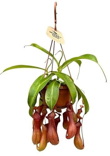 Nepenthes Alata DECOALIVE Planta Espectacular Especie Carnívora Gran Tamaño