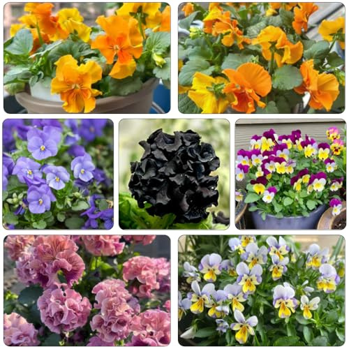 pensamiento de primavera arbusto de mariposas decoración semillas jardín semillas balcón invernadero perennes resistentes para pleno sol 400pcs