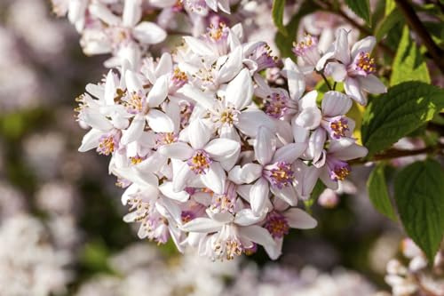 Deutzia rosea 'Yuki Snowflake' 40-60 cm – Winterhart, Mehrjährig, Pflegeleicht – Maiblumenstrauch – Zierstrauch für Garten & Beet