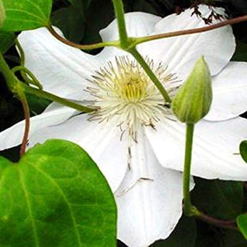 Clematis 'Mevrouw Le Coultre'- Clématite 'Mevrouw Le Coultre' 50-60 cm en conteneur