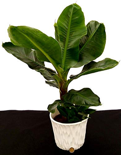 POWERS TO FLOWERS - BANANO, PIANTA DEL BANANO XXL IN VASO CERAMICA BIANCO, pianta vera