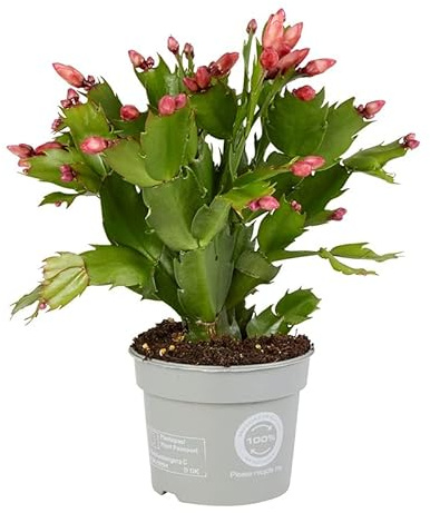 Schlumbergera Planta Natural Cactus Navidad Mix Colores
