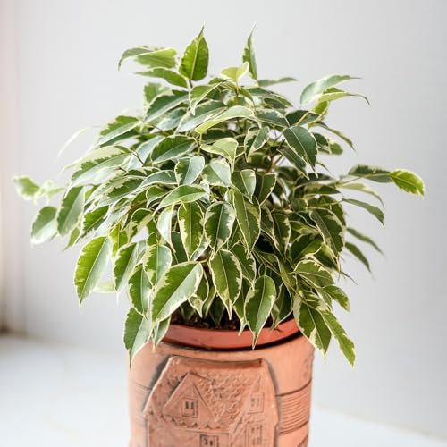 YouGarden Weeping Fig House Plant, Ficus benjamina Kinky with Jute Stem, Indoor Plant in 12cm Pot, for Home, Office or Living Room, Ready to Plant and Display