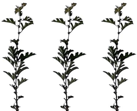 3 Plantas natural Crataegus Monogyna. Majuelo. 20-30 cm. En cepellón listo para plantar. Atrae fauna, mejora la biodiversidad, ofrece sombra, setos naturales y es resistente al clima.