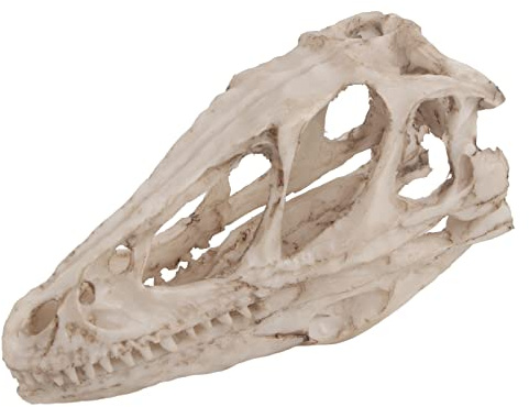 Akozon Dinosaurier-Skelettmodell, Tierskelett Home Office Raptor Skull Decor Craft Teaching Prop Resin Dinosaur Skull Model Simuliert