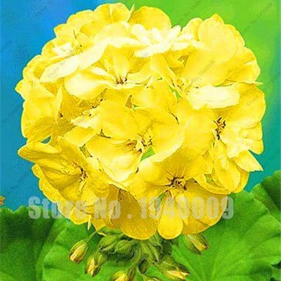 Coppa f Freschi 100 pezzi di semi di geranio pelargonium per piantare giallo scuro
