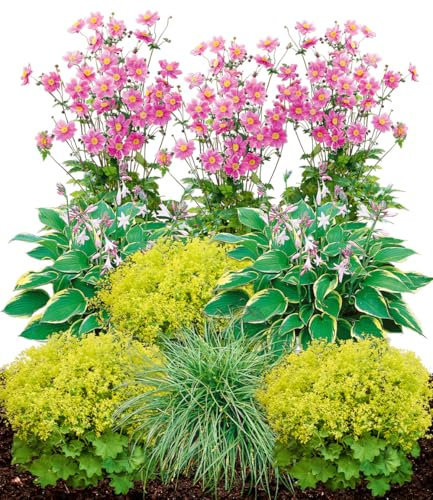 BALDUR Garten Staudenbeet 'Schattengarten',9 Pflanzen, lange Blütezeit & attraktiver Blattschmuck, schattenliebende Stauden, anspruchslos und pflegeleicht, mehrjährig, winterhart, schöner Blickfang