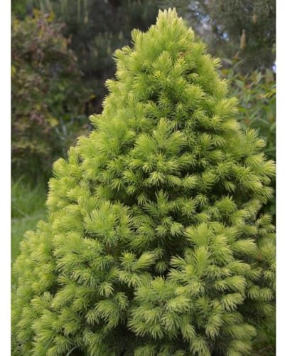 Picea glauca VAR. albertiana 'J.W. Daisy's White' - Elegant Dwarf White Spruce with Soft, Green-White Foliage, Ideal for Small Gardens & Containers, 2X 2 Litre Pots by Thompson & Morgan