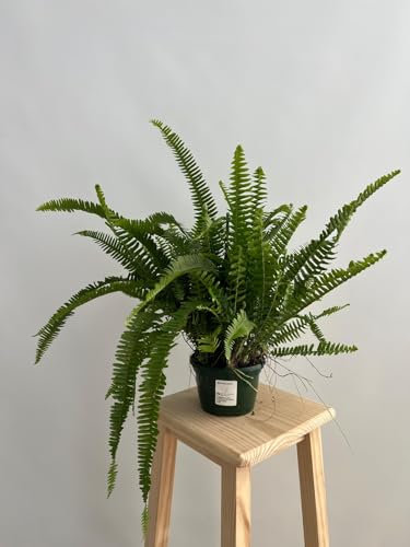 GREENTIA | Helecho Botón de limón/Helecho cordata - Nephrolepis Cordata Planta Natural T15 / M15 en Tarrina (Maceta) Colgante de 15cm de diámetro