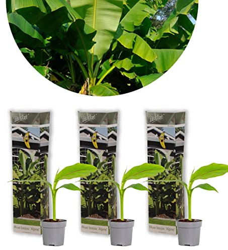 Bloomique - Lot de 3 - Musa Basjoo – Bananier rustique – Plantes de jardin – Rustique – 20-30 cm de haut – Pot 10,5 cm