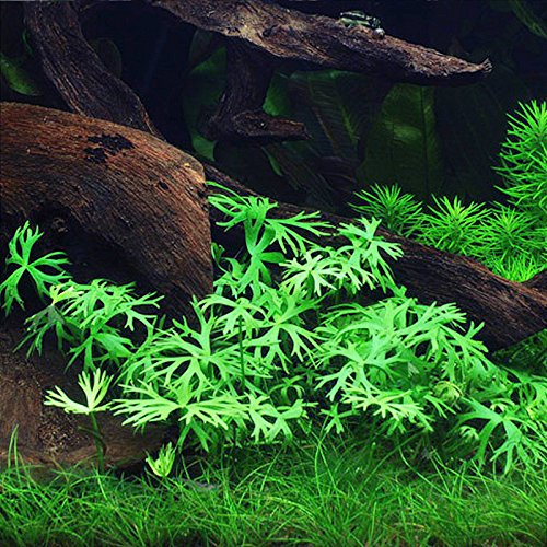 Kleiner Fluss-Hahnenfuß/Ranunculus inundatus - Aquarium-Pflanze, 1 Bund