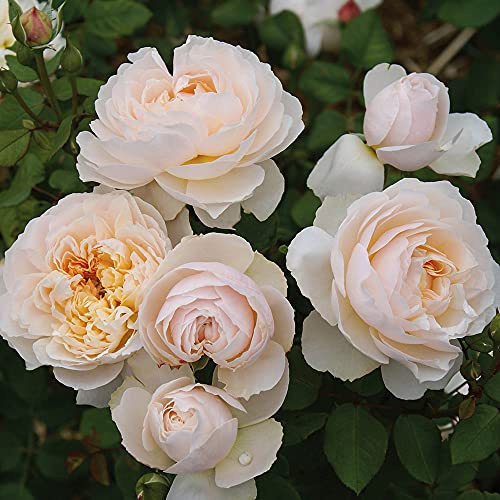 Heirloom Roses Shrub Rose Plant - Moonlight in Paris™ Multi Colored Rose Bush, Live Plant for Planting Outdoors