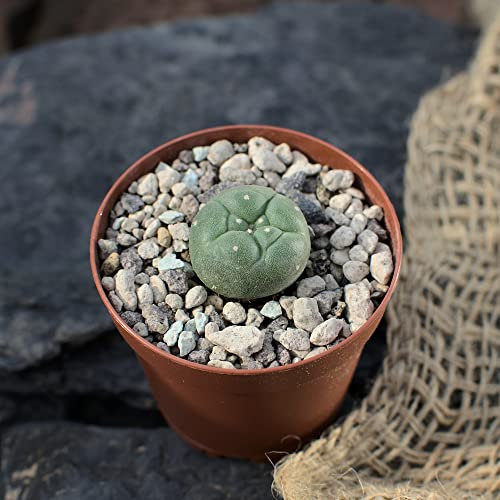 Lophophora williamsii, peyote. Diámetro 2 cm
