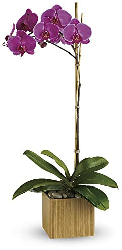 Orquídea Royal Morado PREMIUM Planta Exclusiva de Interior con Flores Moradas